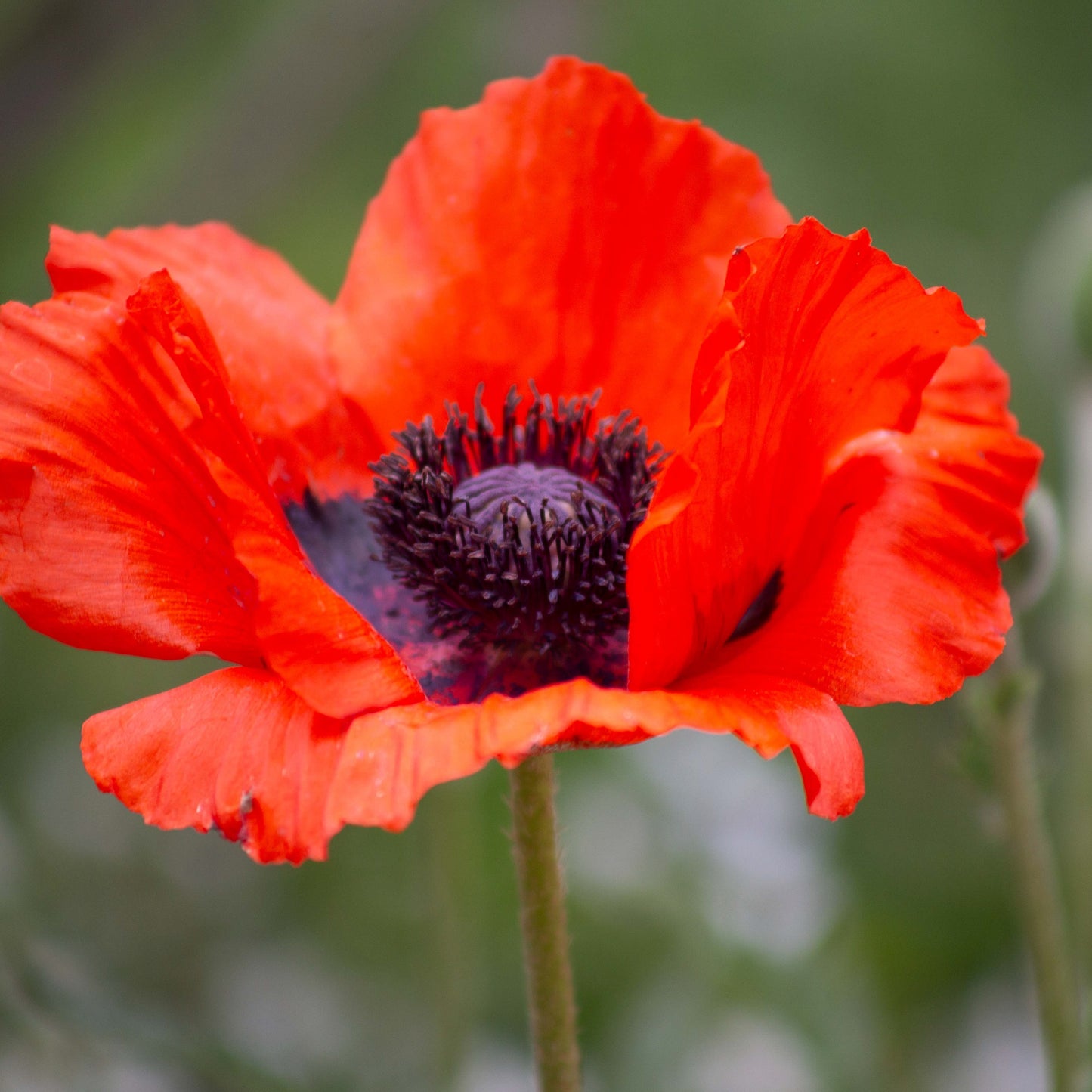 Red Poppy