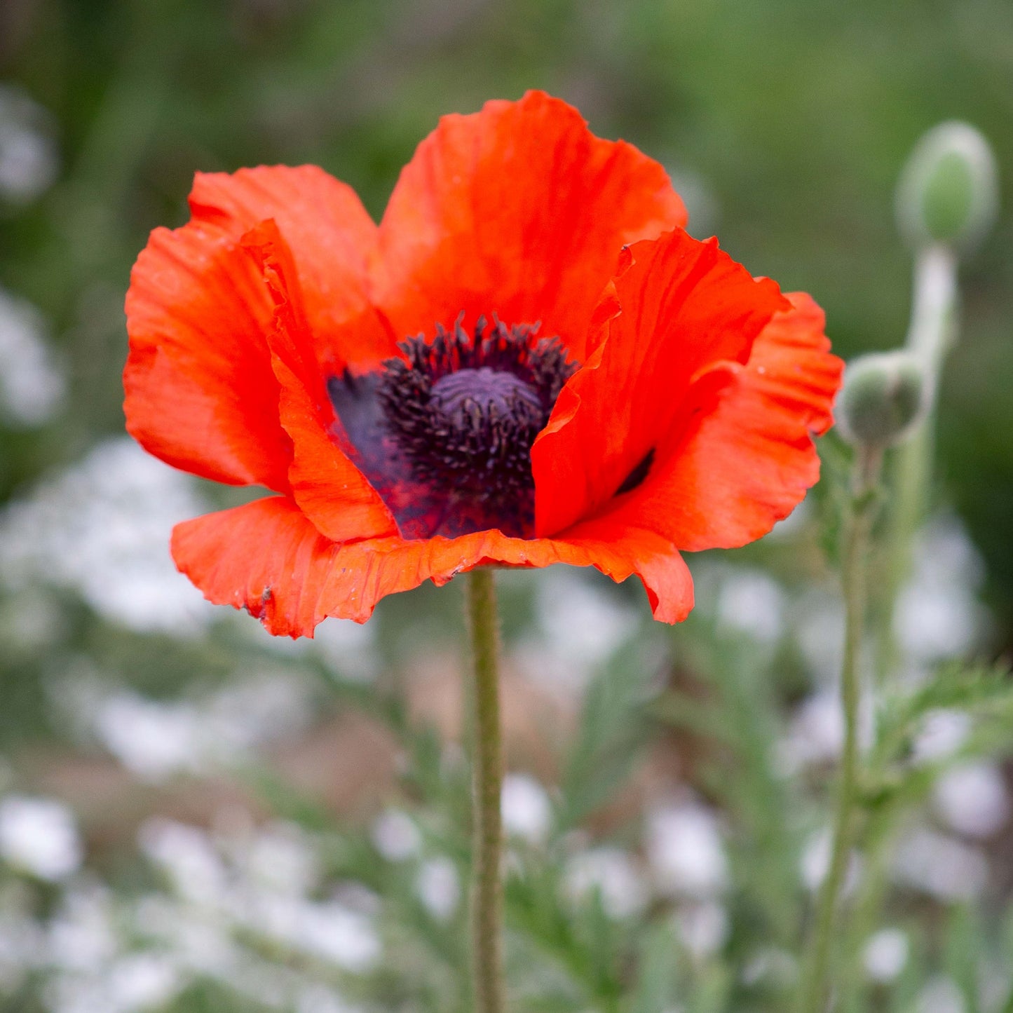 Red Poppy Flower Fields