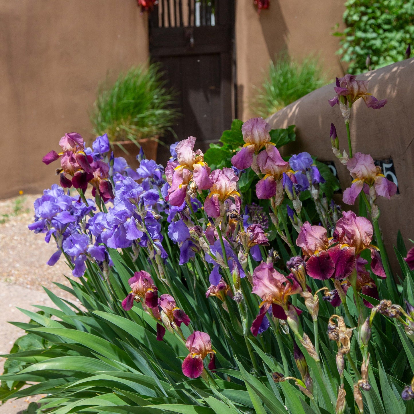 Santa Fe Spring Iris