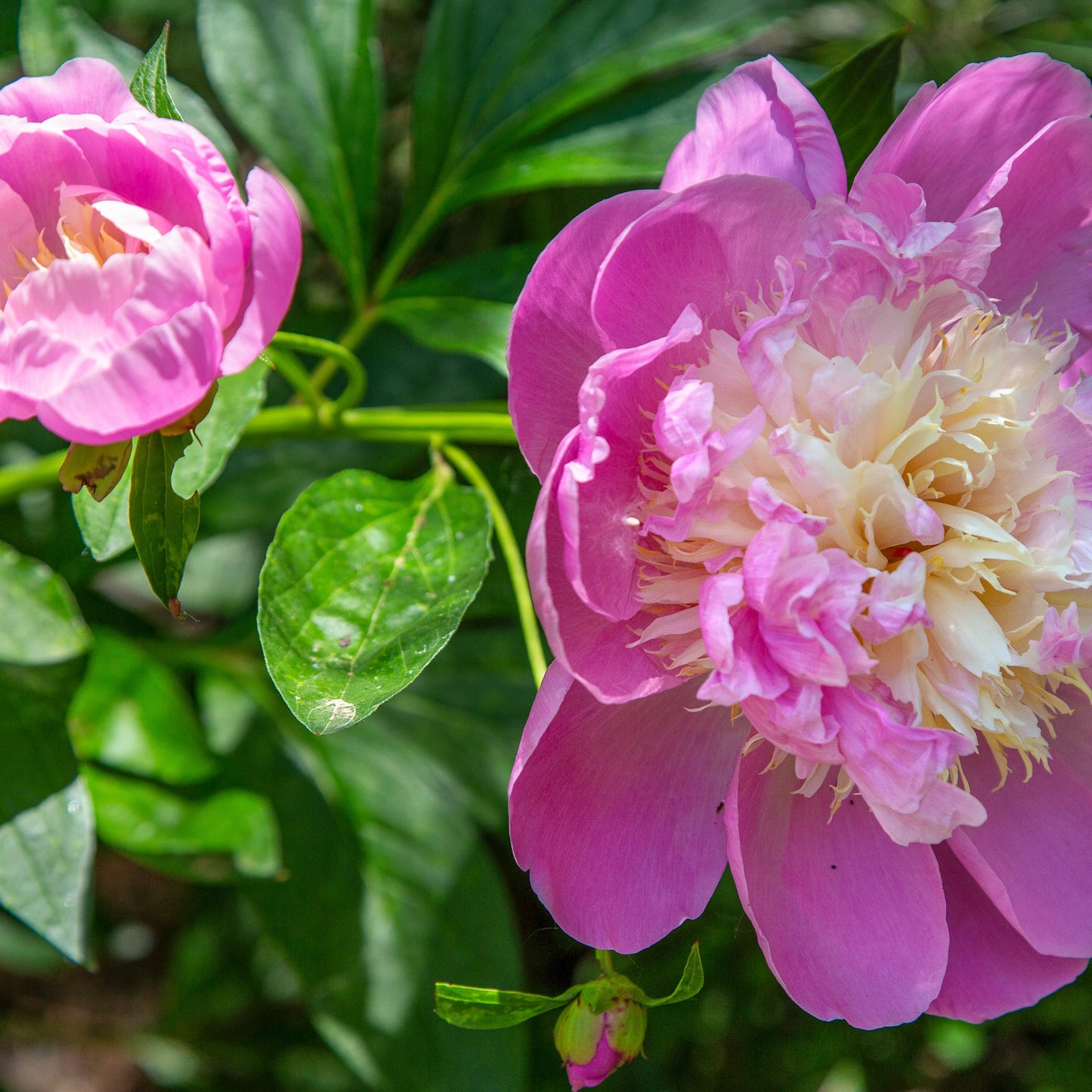 Smiling Peonies