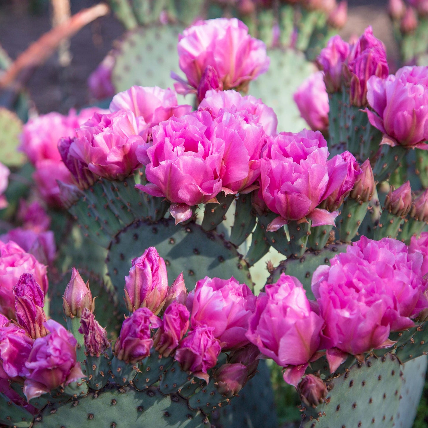 Spring Cactus