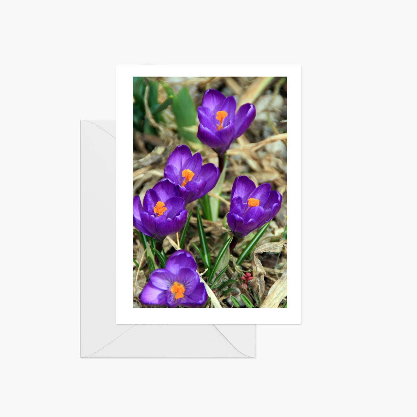 Spring Crocus