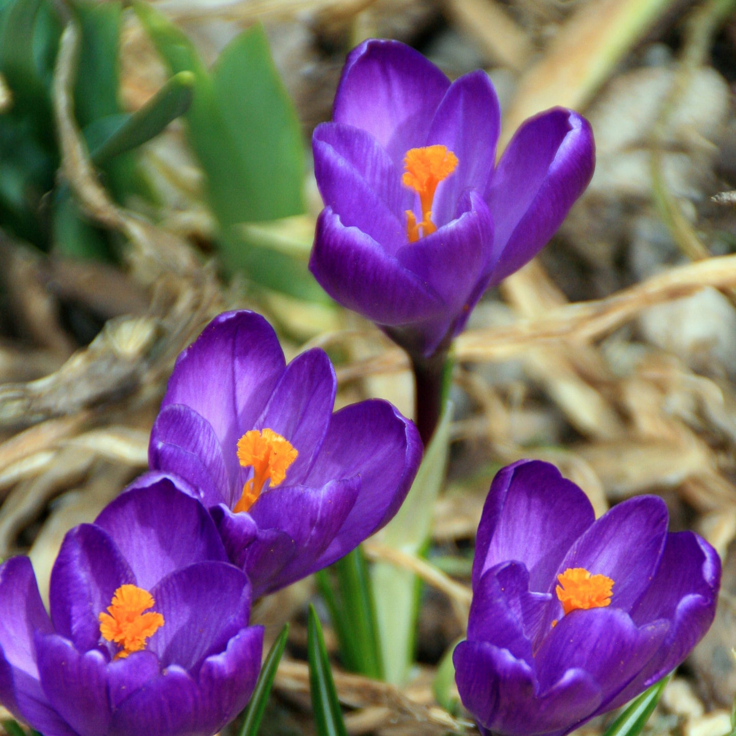 Spring Crocus