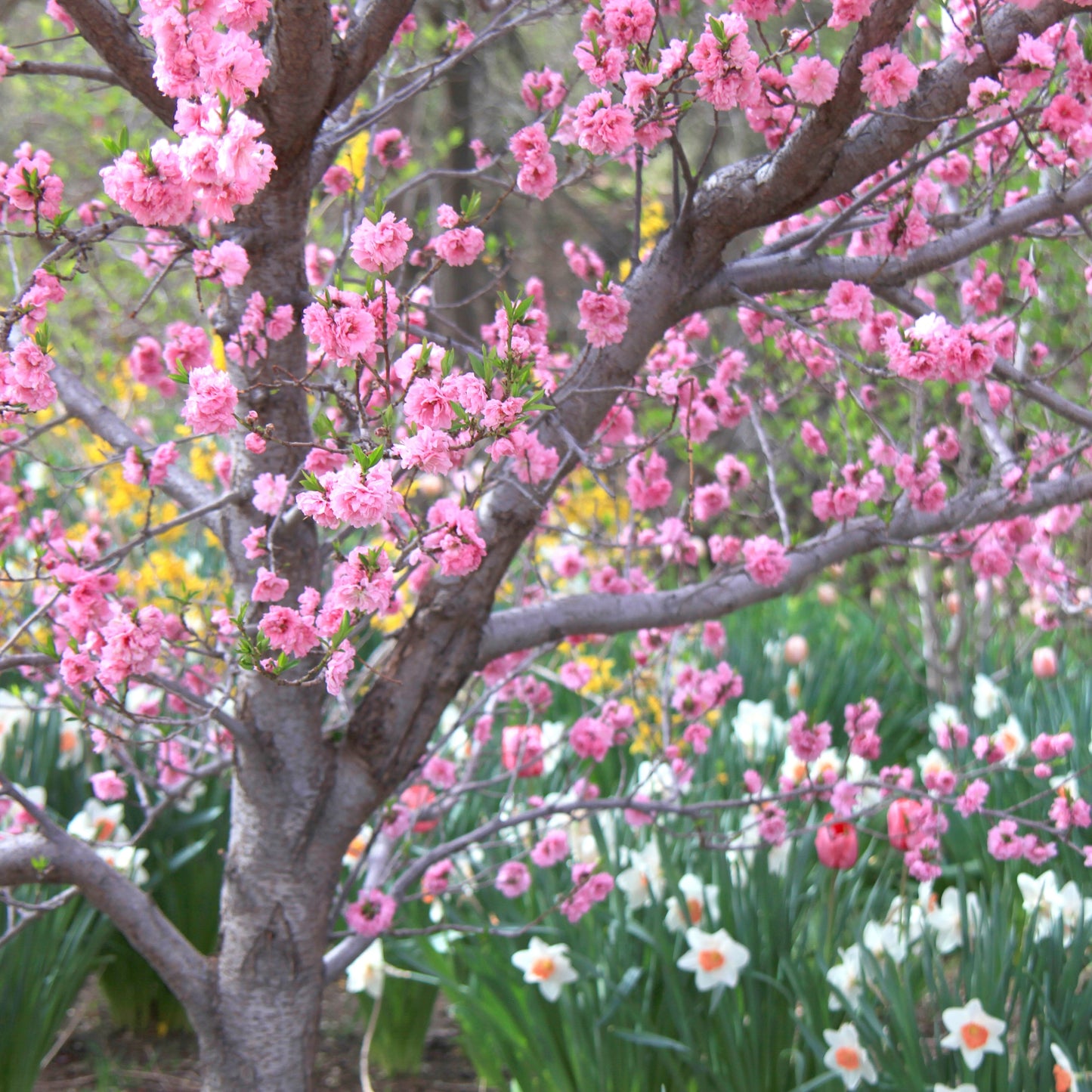 Spring Flower Splendor