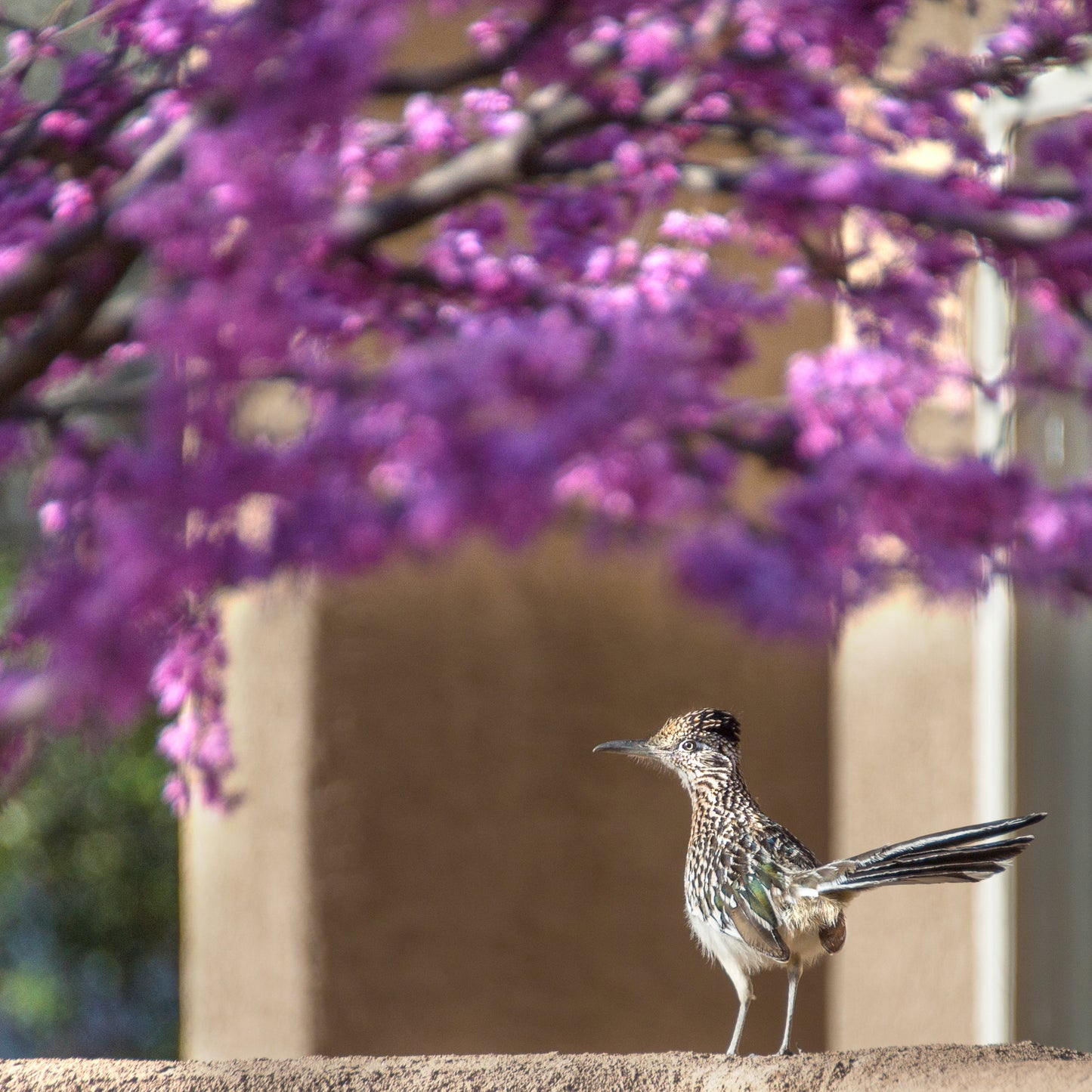 Blooming Redbud Tree with Roadrunner