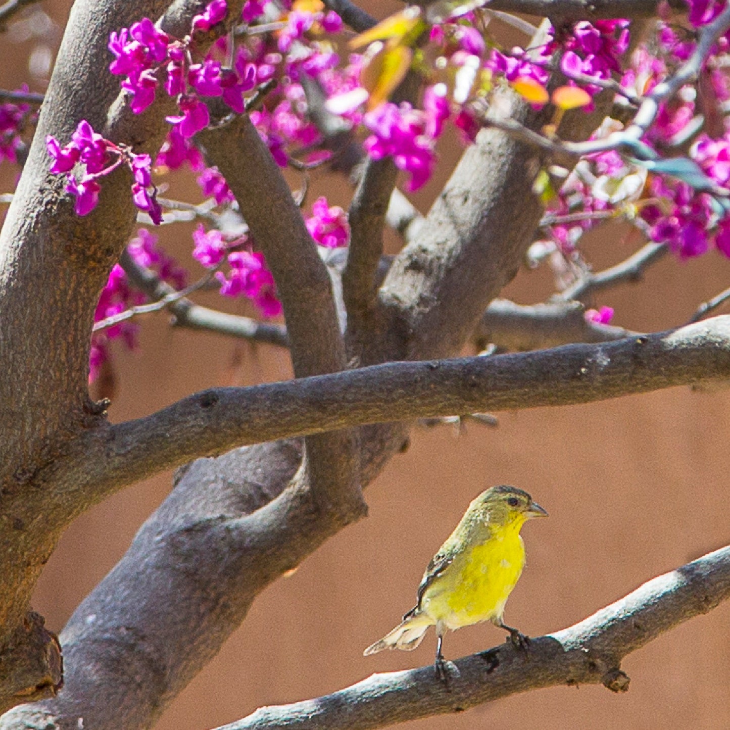 Redbud Tree with Gold Finch