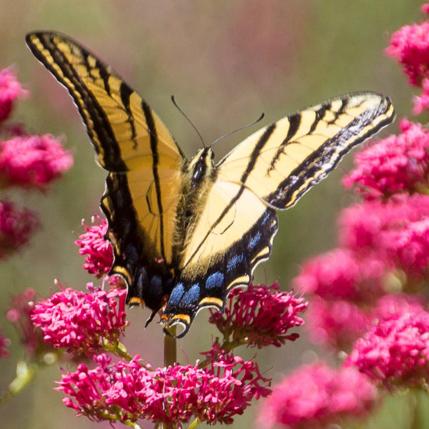 Swallow Tail on Jupiters Beard