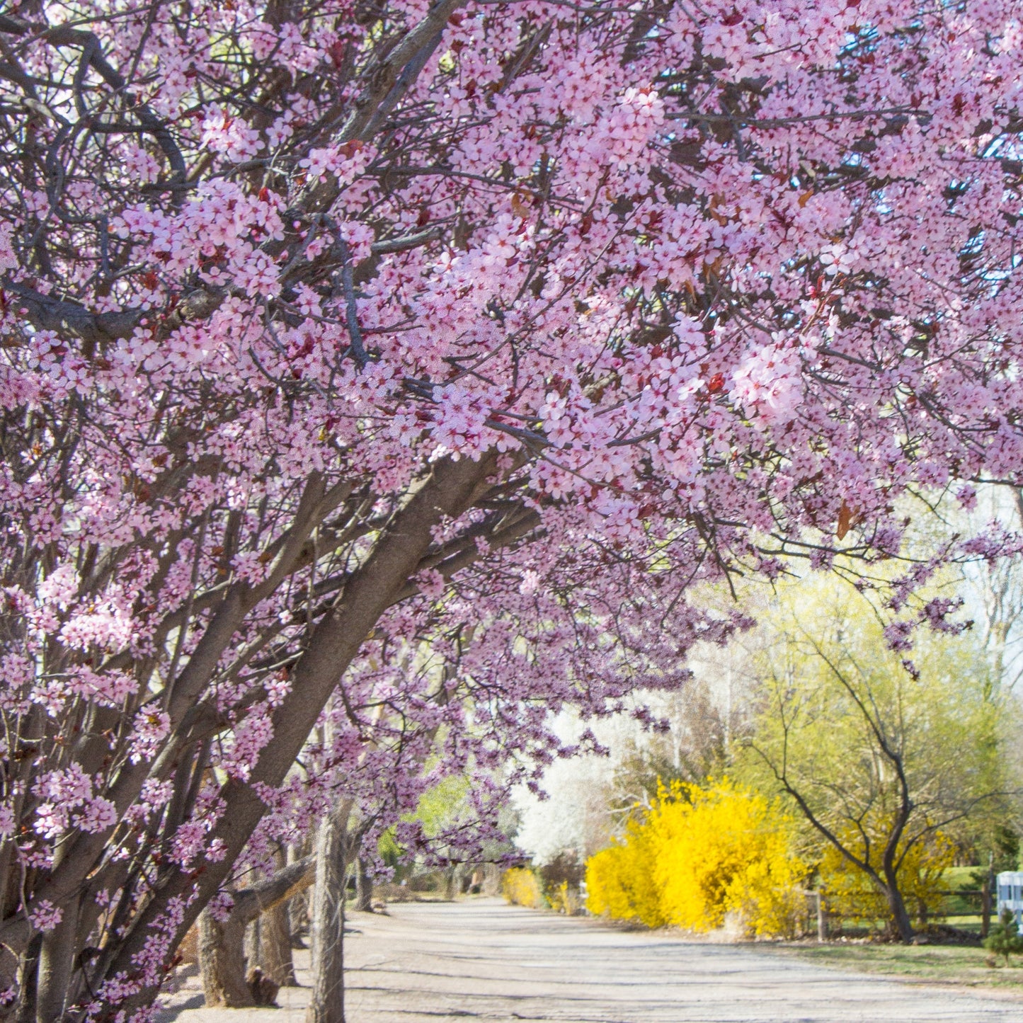 Spring Pathways