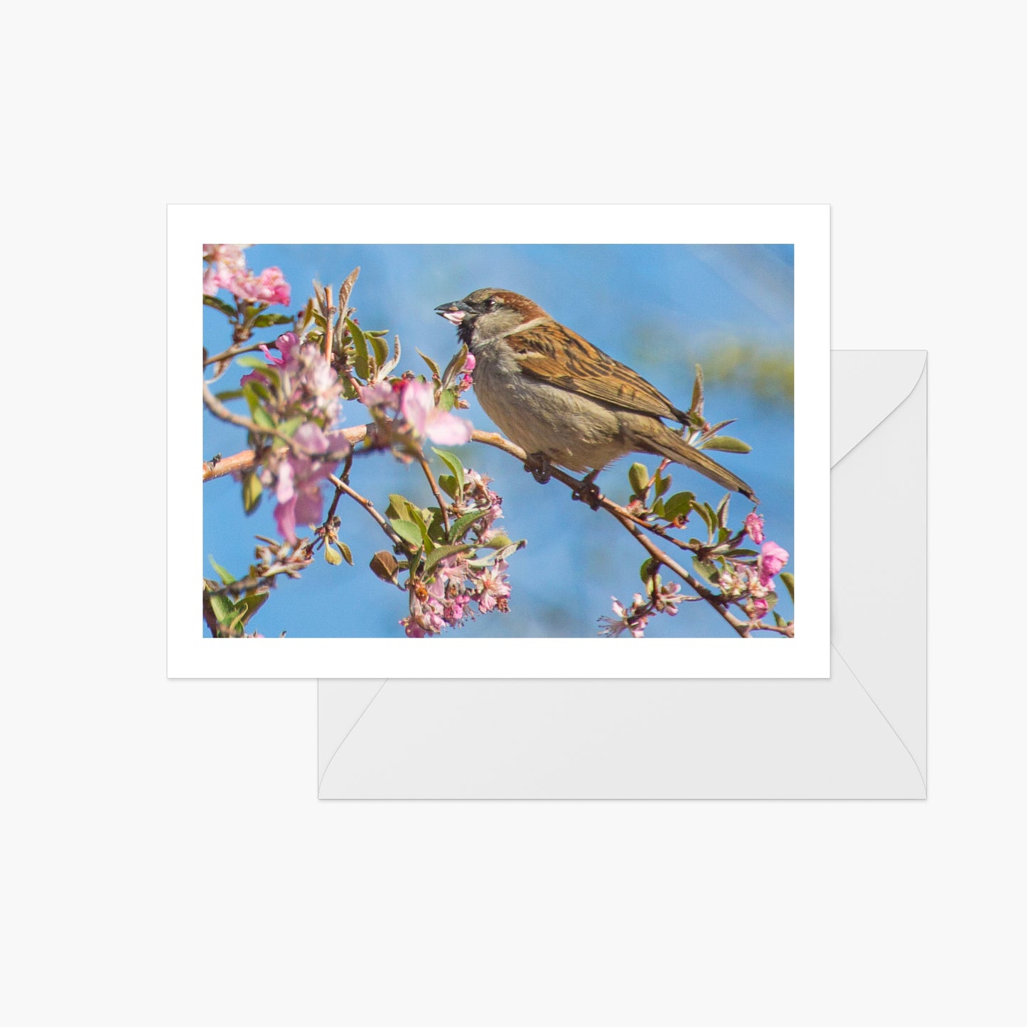 Spring Sparrow