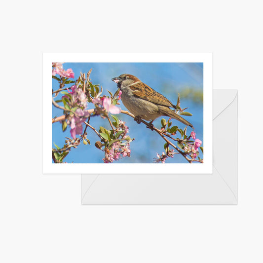 Spring Sparrow