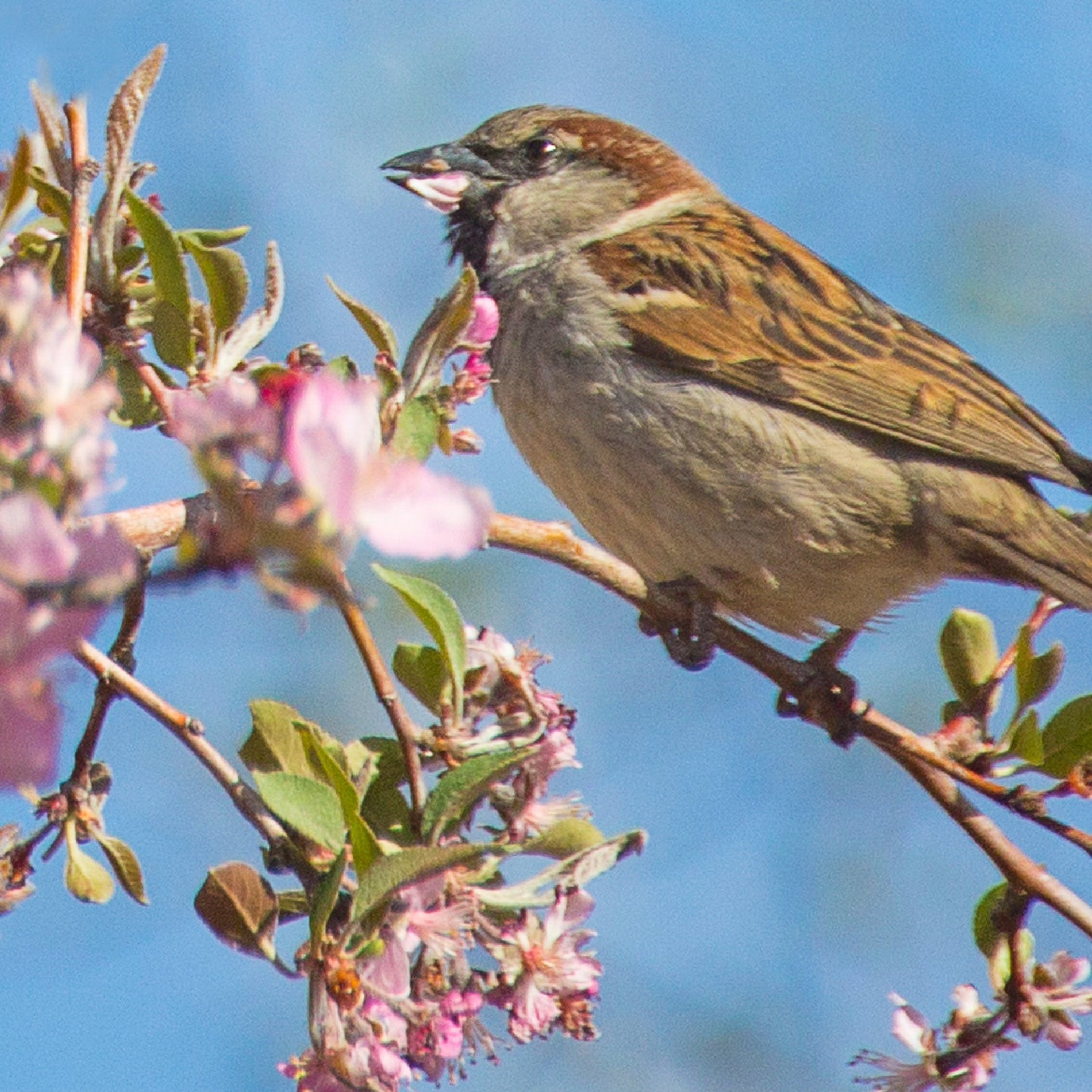 Spring Sparrow