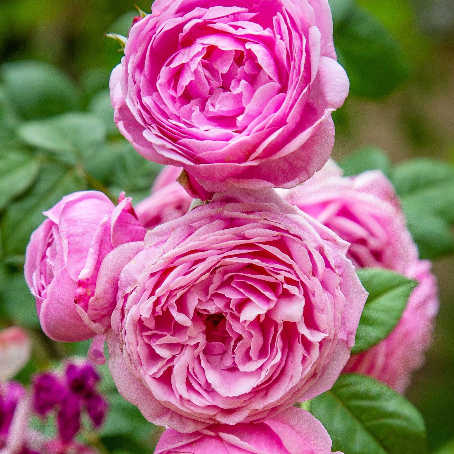 Sweet Pink Roses