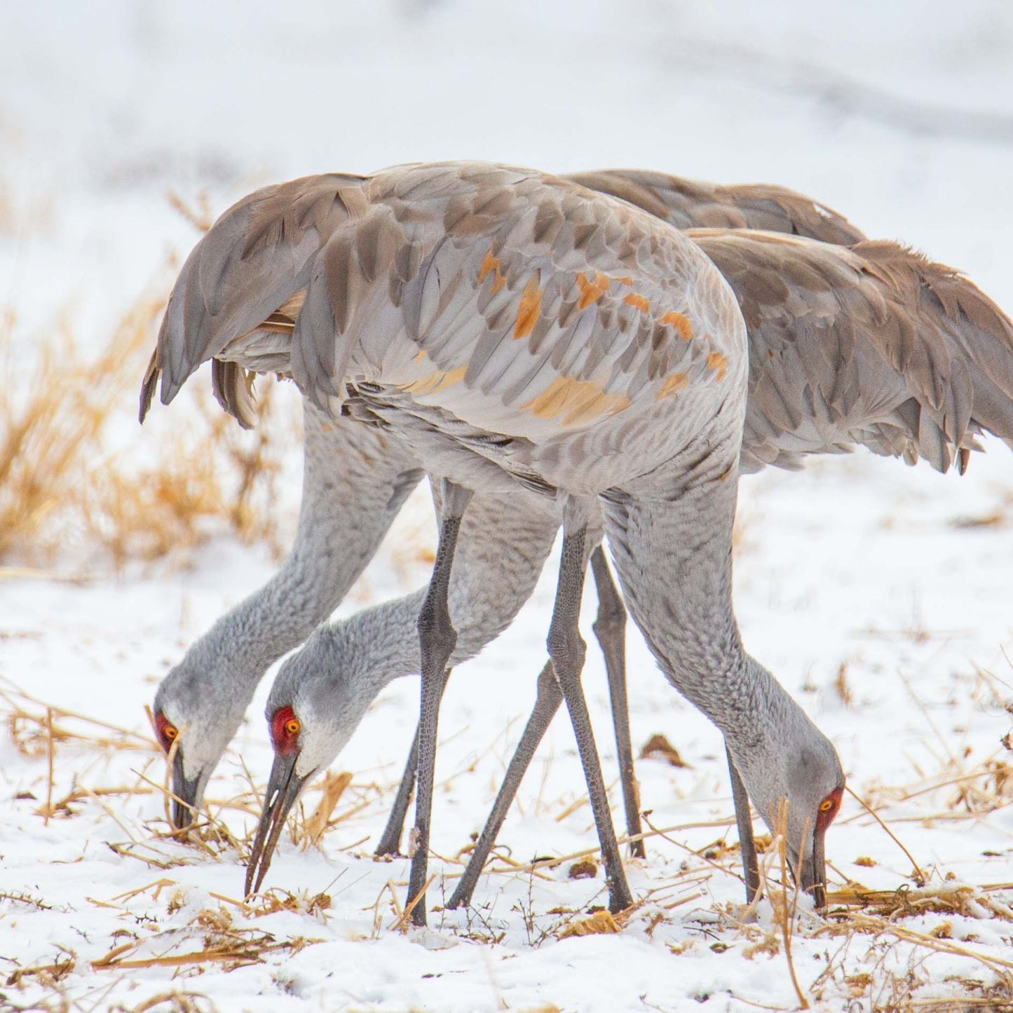 Sandhill Cranes Eating in Snow