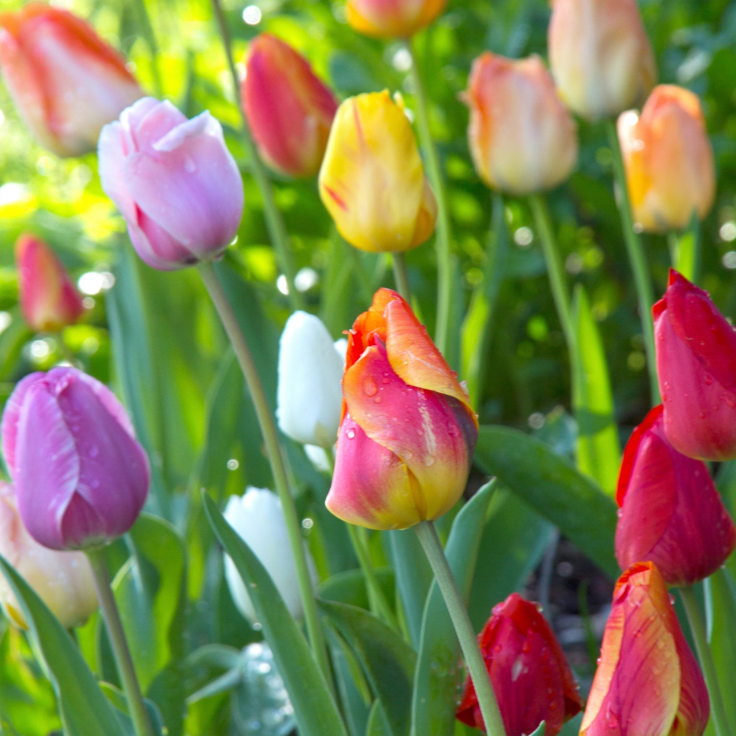 Tulips Field