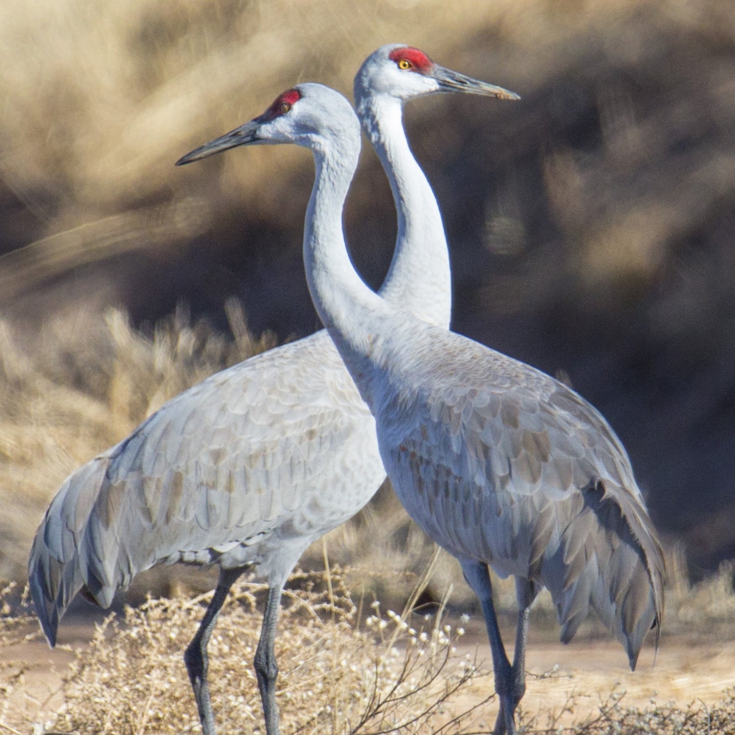 Two Cranes in Love