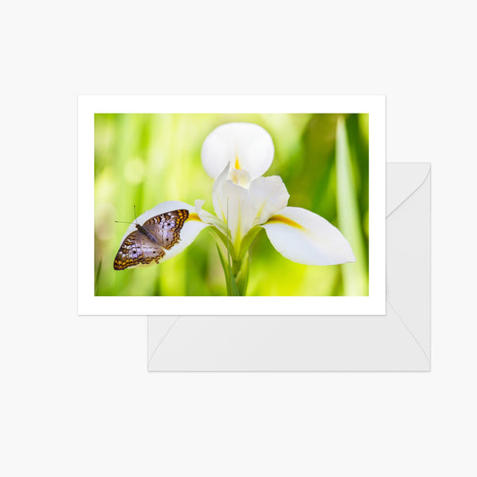 White Iris with Butterfly