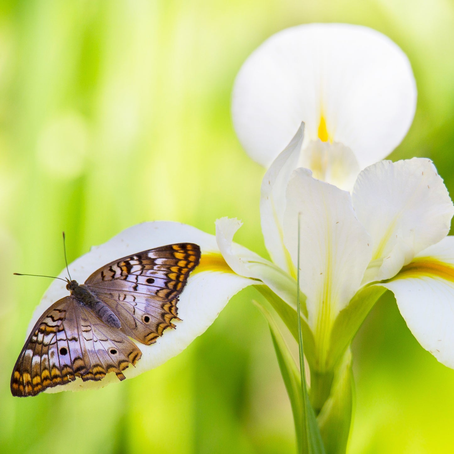 White Iris with Butterfly