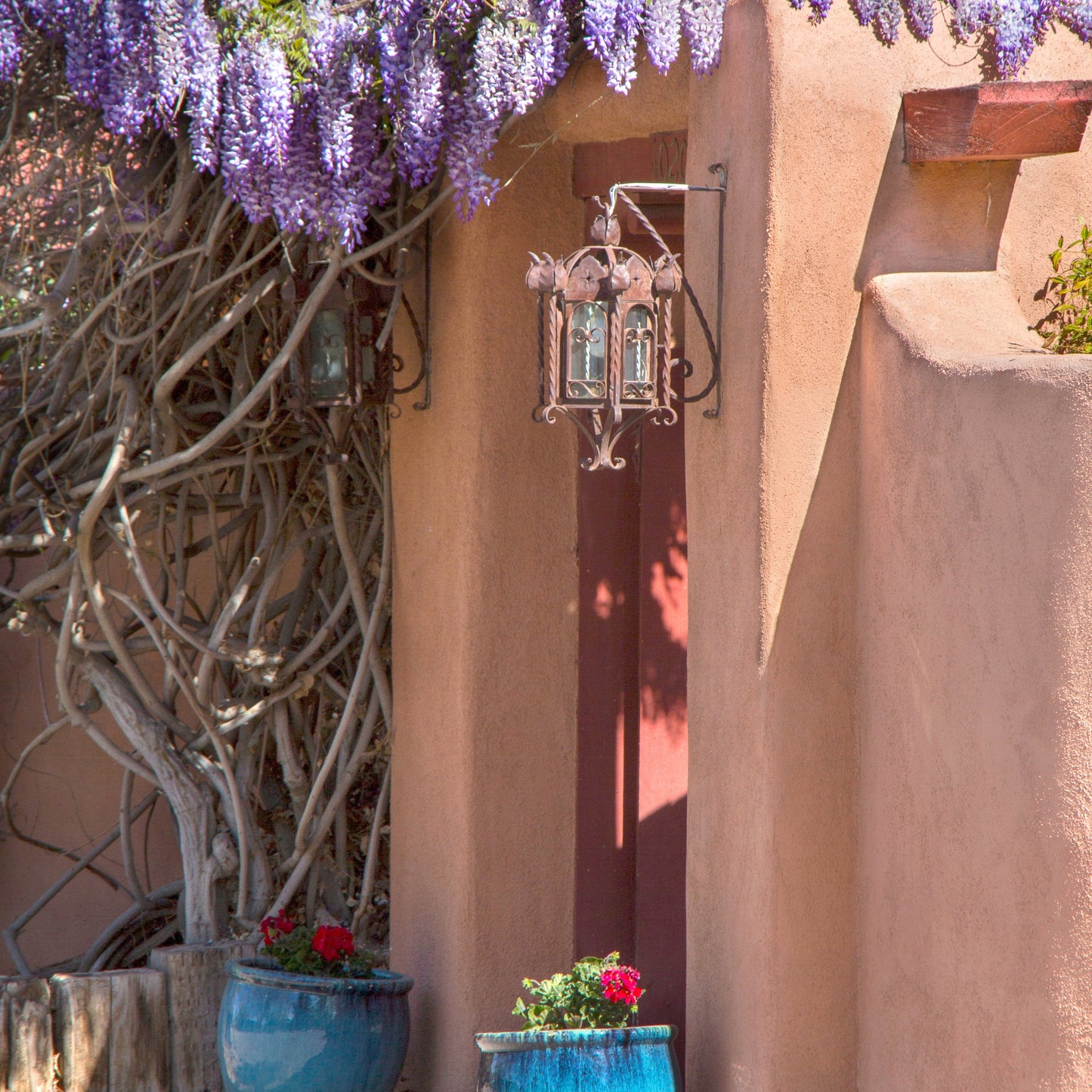 Wisteria Magic