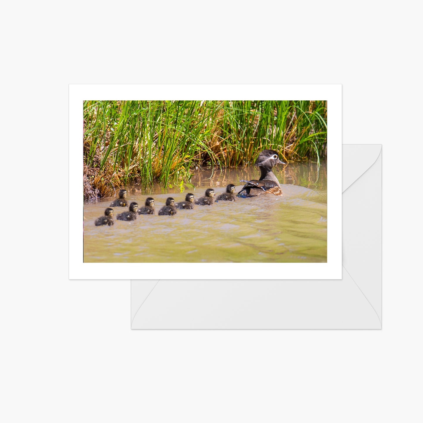 Wood Ducks with Chics