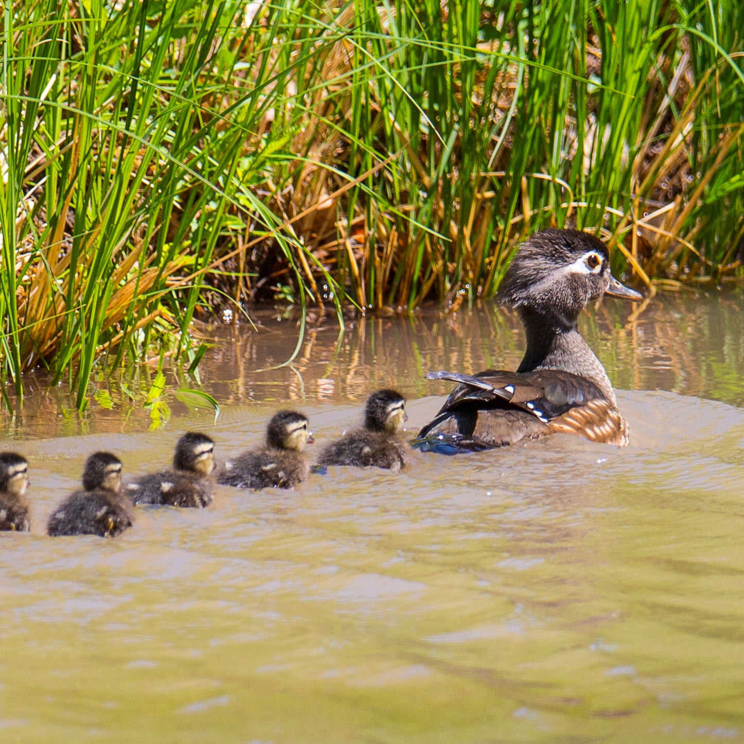 Wood Ducks with Chics