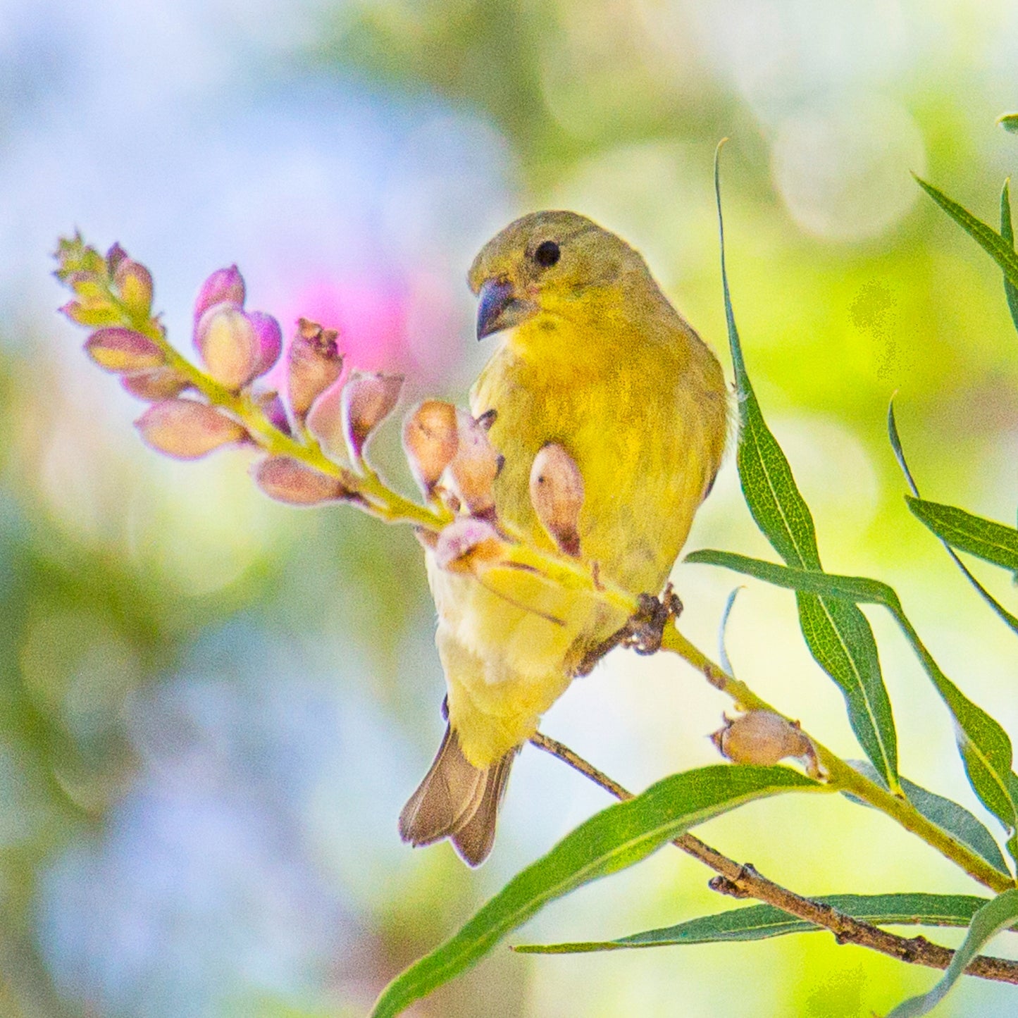 Goldfinch