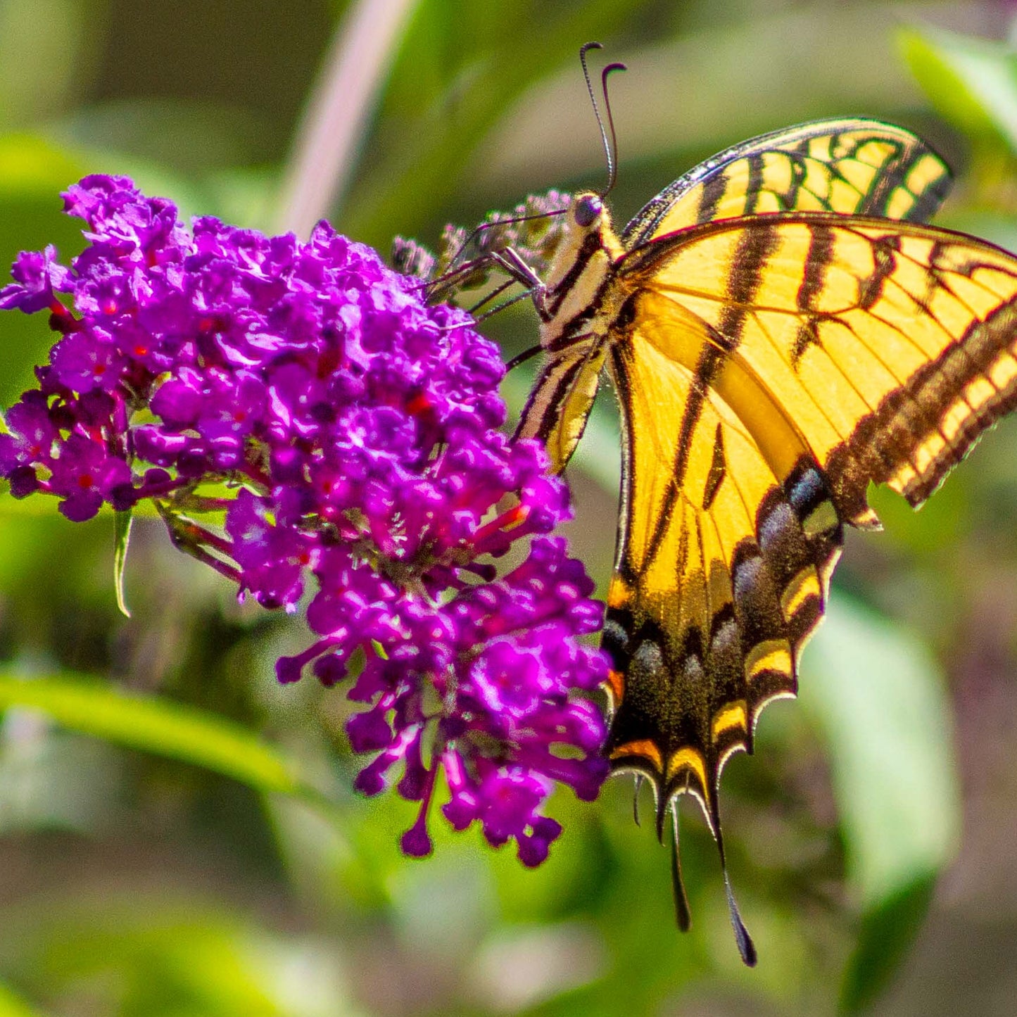 Swallowtail Butterfly on Butterfly Bush