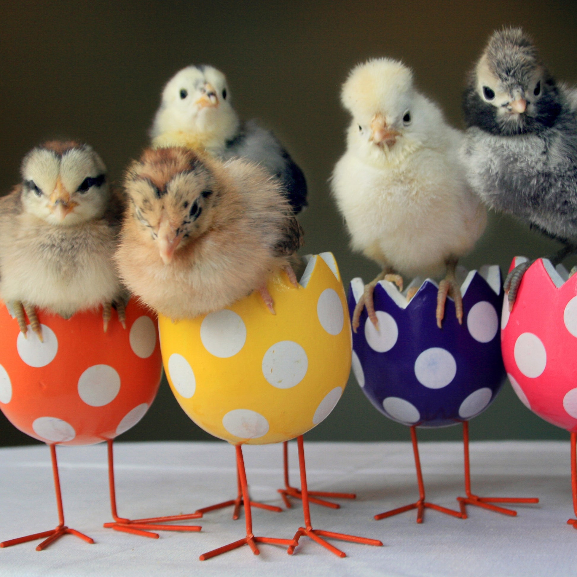 pothead chicks Polk Dot Chicks – Cards by Miriam Hall