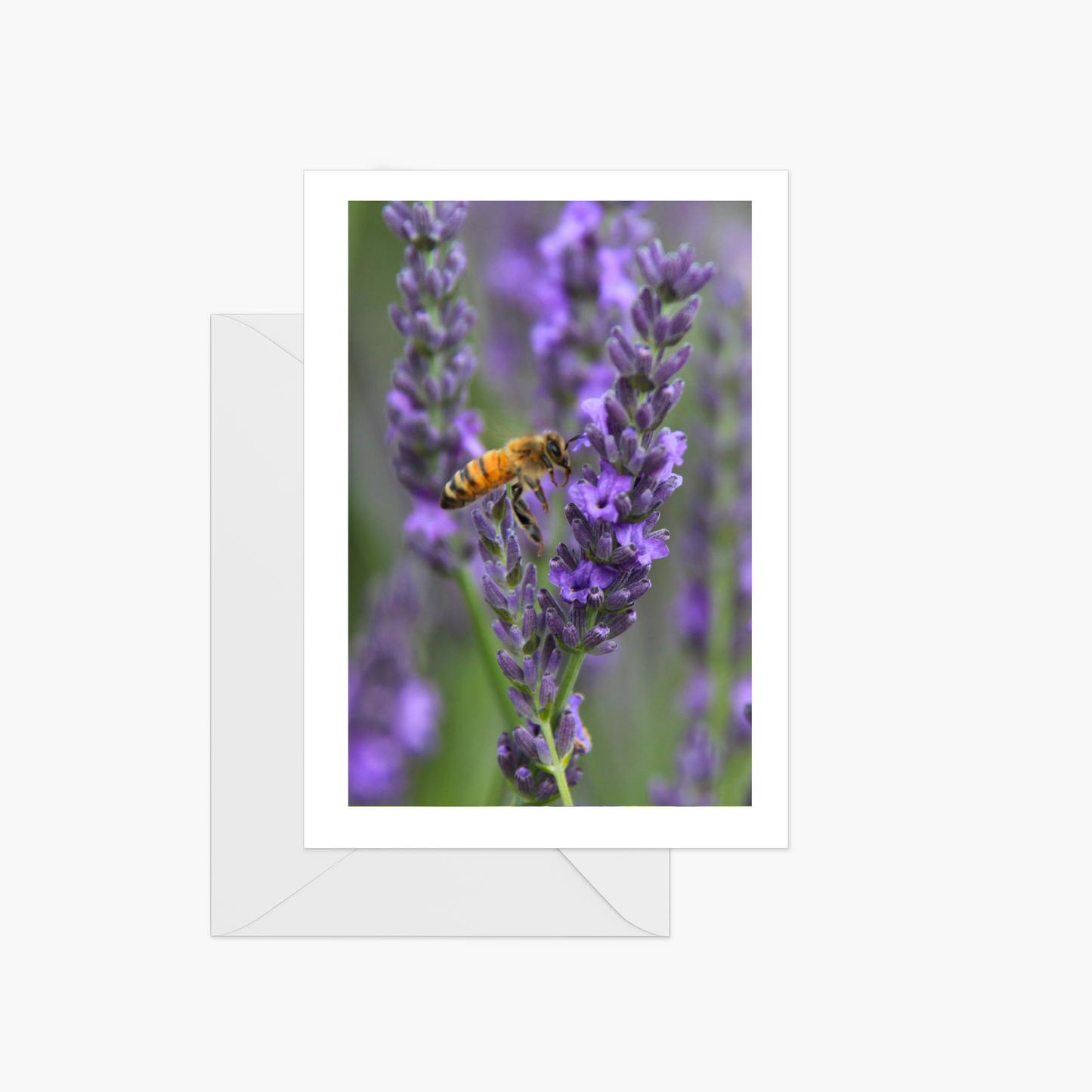 Bee Pollinating Lavender