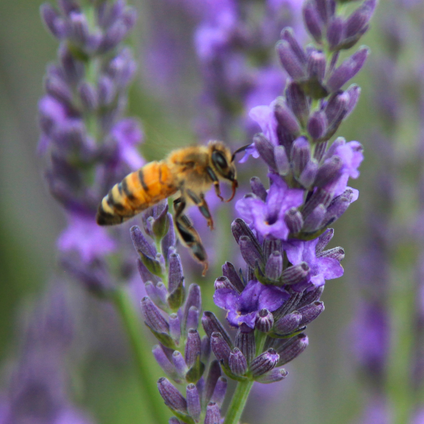 Bee Pollinating Lavender
