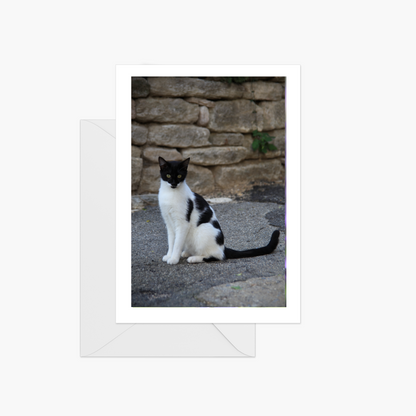 Cats of Provence Card Collection