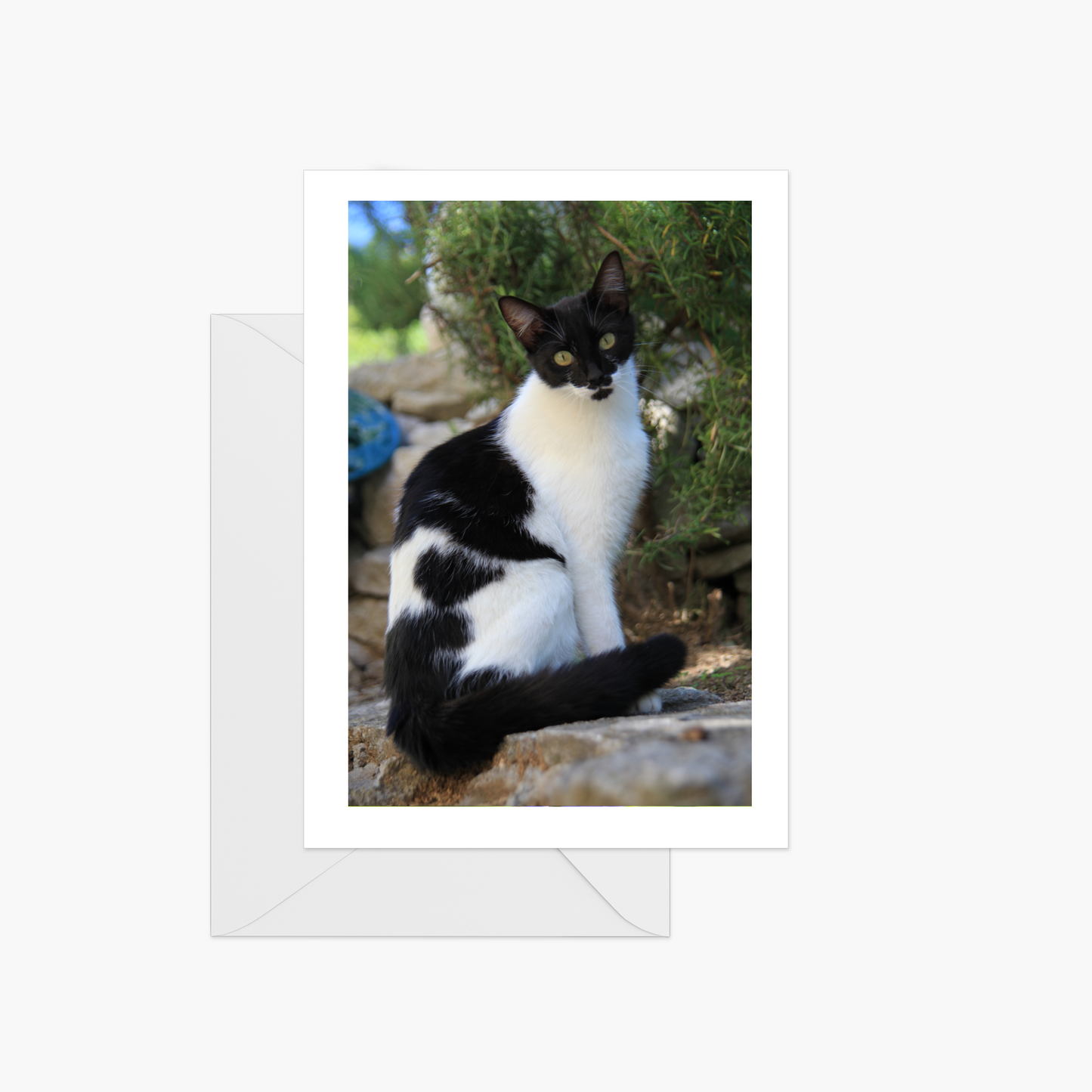 Cats of Provence Card Collection