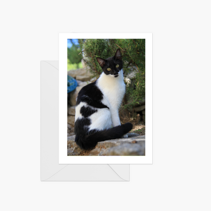 Cats of Provence Card Collection