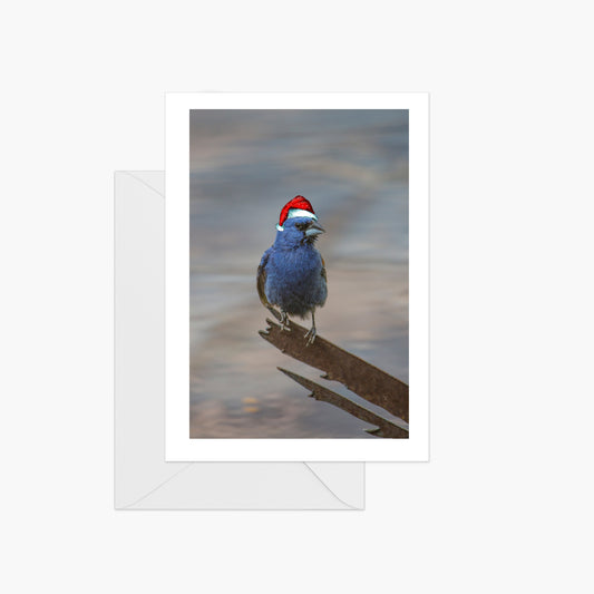 Holiday Blue Grosbeak with Festive Hat