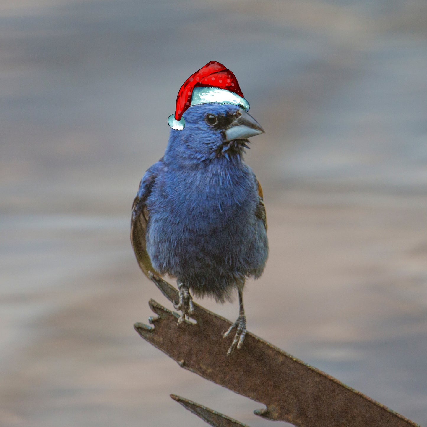 Holiday Blue Grosbeak with Festive Hat