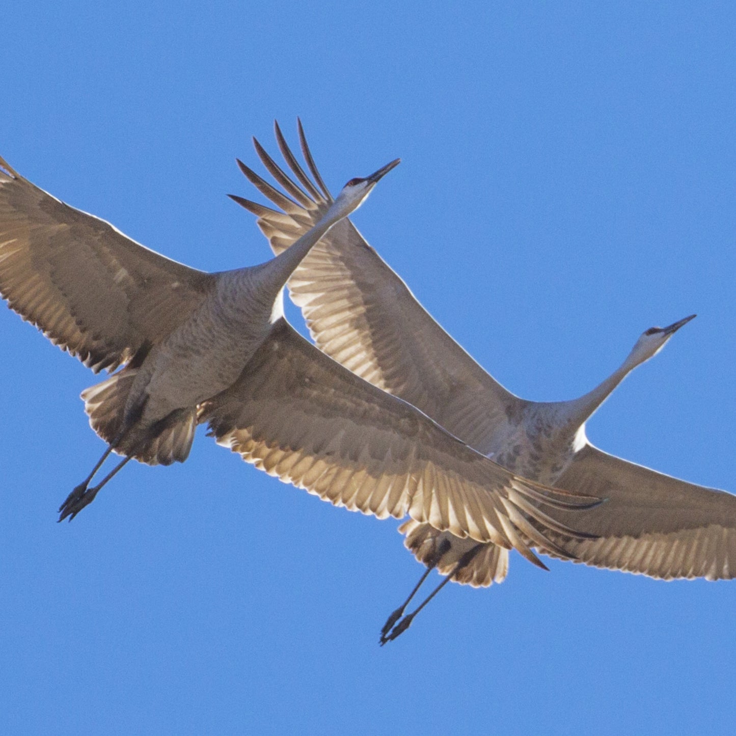 Blue Sky Cranes