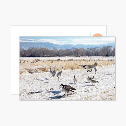 Canada Geese Landing in Snowy Field Postcard