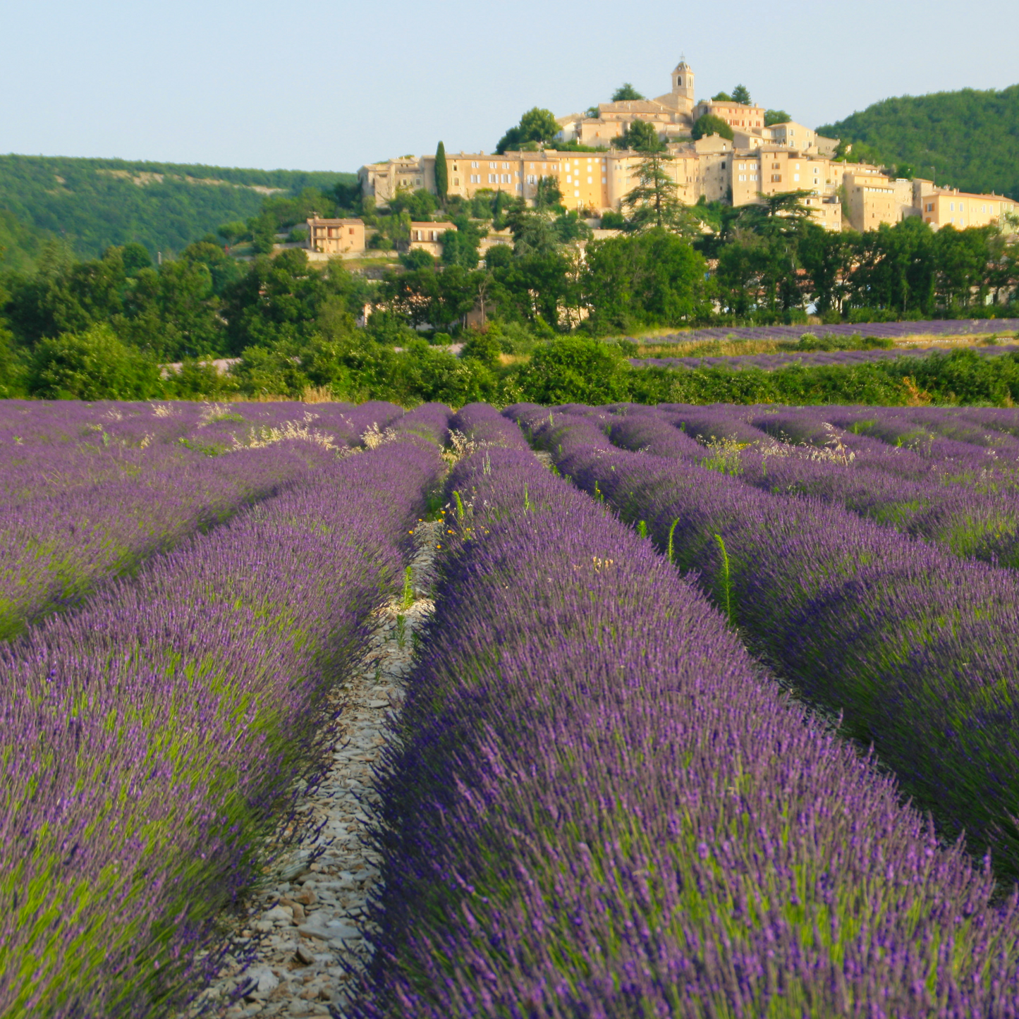 Lavender Fields of Provence Card Collection