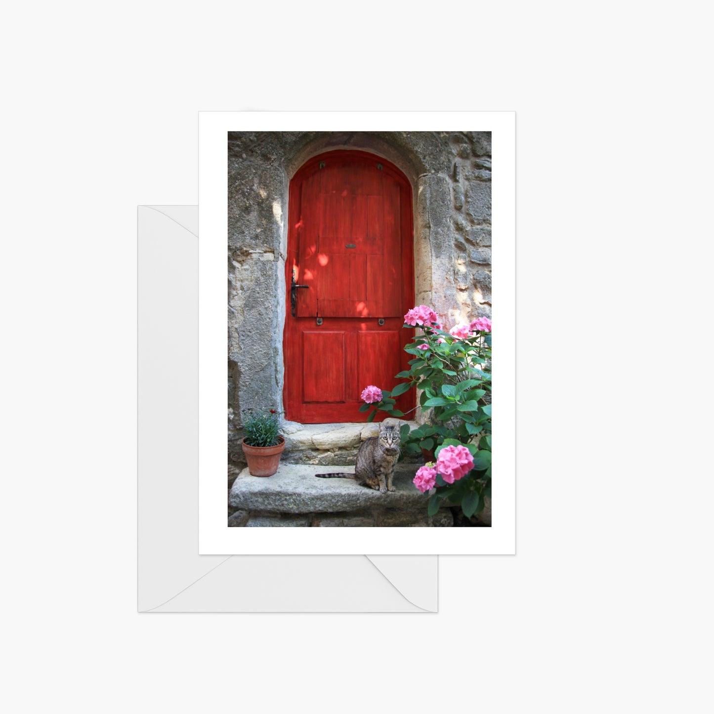 Cat and Red Door