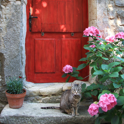 Cat and Red Door