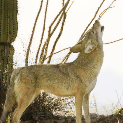 Coyote Howling