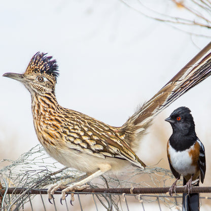 Road Runner and Friends
