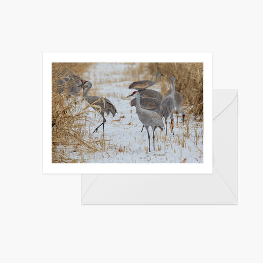 Festive Sandhill Cranes in Snow