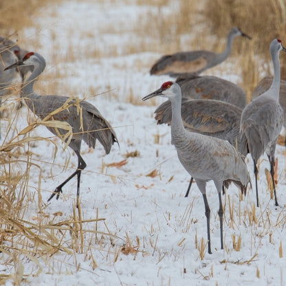 Festive Sandhill Cranes in Snow