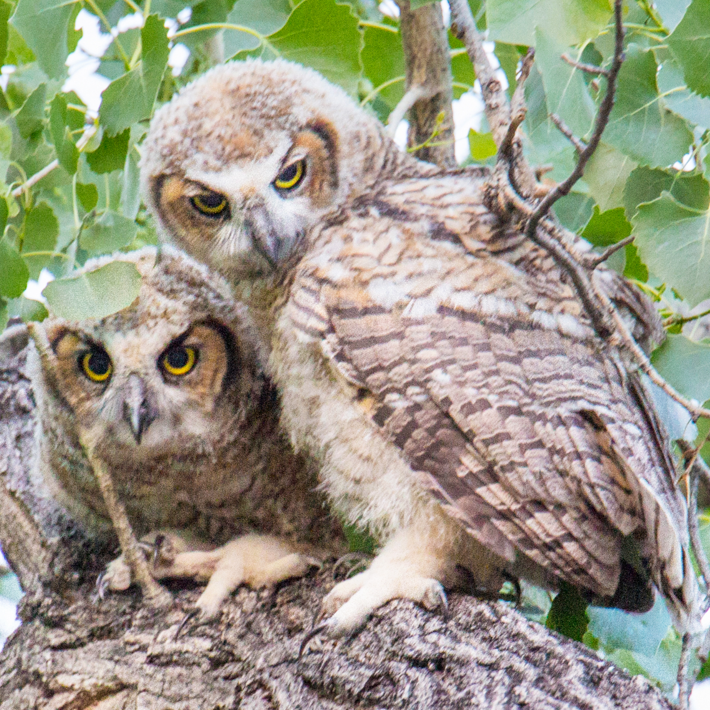 Great Horned Owl Fledglings