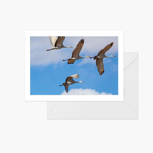 Sandhill Cranes Flying South