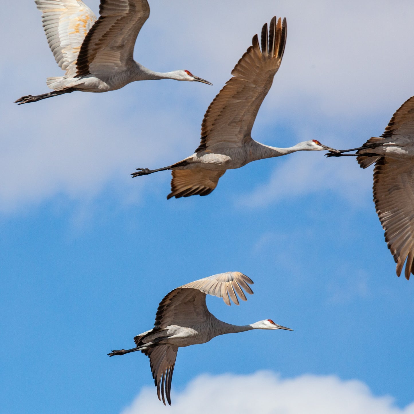 Sandhill Cranes Flying South
