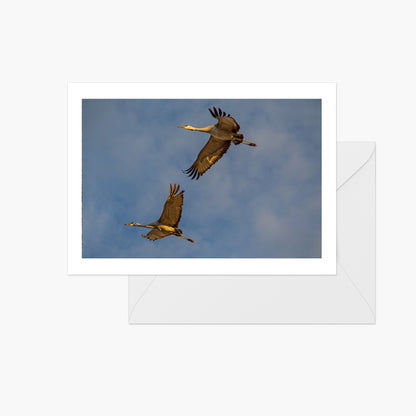 Sandhill Cranes Flying
