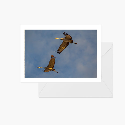Sandhill Cranes Flying