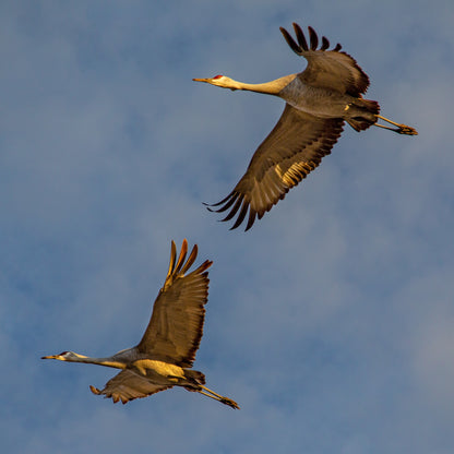 Sandhill Cranes Flying