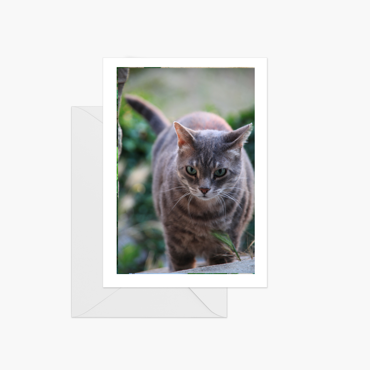 Cats of Provence Card Collection